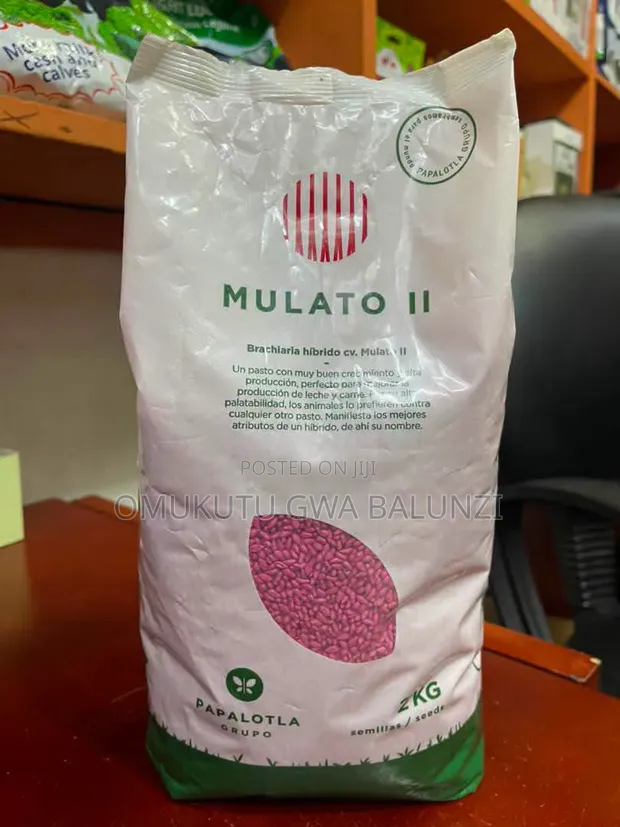 Mulato Grass Seeds - 1