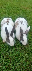 4 Healthy White Rabbits for Sale - Nyendo, Masaka - 1