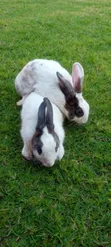 4 Healthy White Rabbits for Sale - Nyendo, Masaka - 2