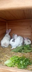 4 Healthy White Rabbits for Sale - Nyendo, Masaka - 3