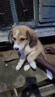 1-3 Month Male Mixed Breed Saint Bernard Puppy - 1