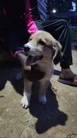 1-3 Month Male Mixed Breed Saint Bernard Puppy - 2
