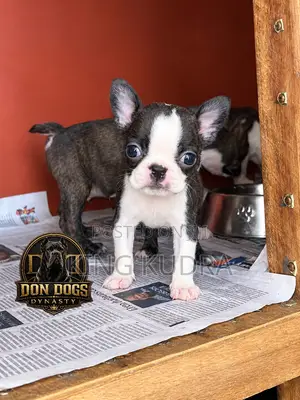 Female Boston Terrier Puppy (1-3 Months)