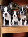 Female Boston Terrier Puppy (1-3 Months) - 2