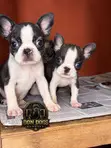Female Boston Terrier Puppy (1-3 Months) - 3