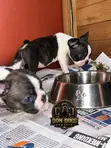 Female Boston Terrier Puppy (1-3 Months) - 4