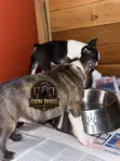 Female Boston Terrier Puppy (1-3 Months) - 5