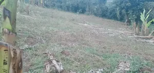 100x100 Ft Plot for Sale in Wabitembe, Matugga