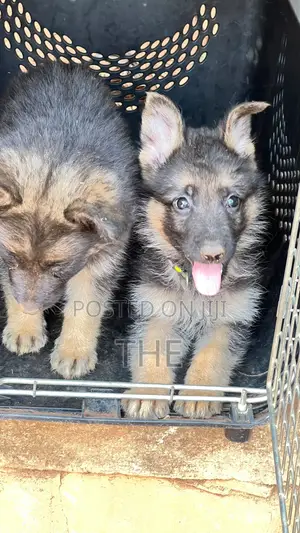 1-3 Month Male Purebred German Shepherd Puppy