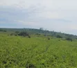 6 Square Mile Land for Sale in Nakasongola, Nakitoma - 3