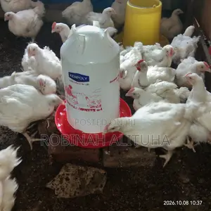 Gero Poultry Farm: 6-Week Old Broilers