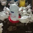 Gero Poultry Farm: 6-Week Old Broilers - 1