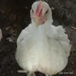 Gero Poultry Farm: 6-Week Old Broilers - 2