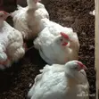 Gero Poultry Farm: 6-Week Old Broilers - 3