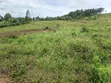 100 Acres Land for Sale in Butiiti Town Council, Kyenjojo - 2