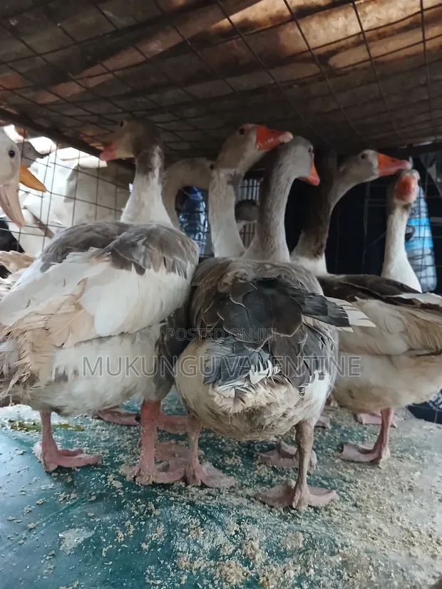 Geese for Sale - Val Poultry Farm - 1
