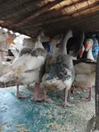 Geese for Sale - Val Poultry Farm - 2