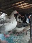 Geese for Sale - Val Poultry Farm - 3