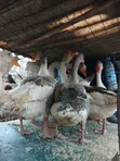 Geese for Sale - Val Poultry Farm - 4