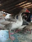 Geese for Sale - Val Poultry Farm - 5