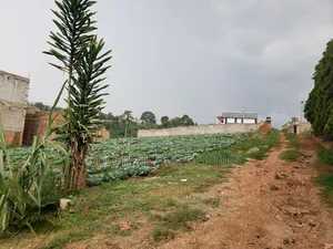 3 Plots for Sale - 50x100ft Each, Namugongo Sonde