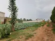 3 Plots for Sale - 50x100ft Each, Namugongo Sonde - 1