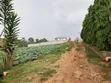 3 Plots for Sale - 50x100ft Each, Namugongo Sonde - 2