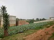 3 Plots for Sale - 50x100ft Each, Namugongo Sonde - 3