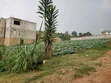 3 Plots for Sale - 50x100ft Each, Namugongo Sonde - 5