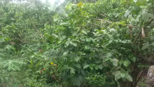 Kibanja Land for Sale in Zzigi Ssekanyonyi - 1