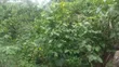 Kibanja Land for Sale in Zzigi Ssekanyonyi - 1