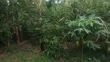 Kibanja Land for Sale in Zzigi Ssekanyonyi - 2