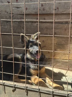 1-3 Month Male Purebred German Shepherd