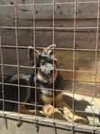 1-3 Month Male Purebred German Shepherd - 1
