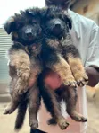 1-3 Month Male Purebred German Shepherd - 2