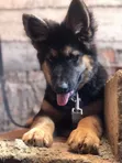 1-3 Month Male Purebred German Shepherd - 3