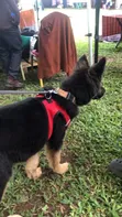 1-3 Month Male Purebred German Shepherd - 4