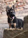 1-3 Month Male Purebred German Shepherd - 5