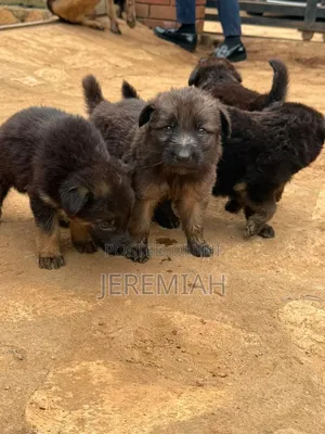 Purebred German Shepherd Puppies (1-3 Months)