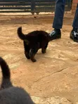 Purebred German Shepherd Puppies (1-3 Months) - 2