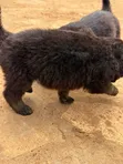 Purebred German Shepherd Puppies (1-3 Months) - 3
