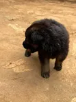 Purebred German Shepherd Puppies (1-3 Months) - 4