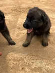 Purebred German Shepherd Puppies (1-3 Months) - 5