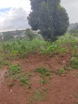 Mailo Land for Sale in Maanyi - 3