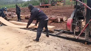 Pine Wood Timber