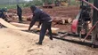 Pine Wood Timber - 1