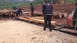 Pine Wood Timber - 2