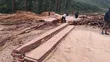 Pine Wood Timber - 3