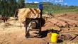 Pine Wood Timber - 4