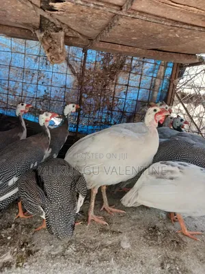Guinea Fowls for Sale - Val Poultry Farm